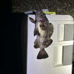 湾奥メバリング