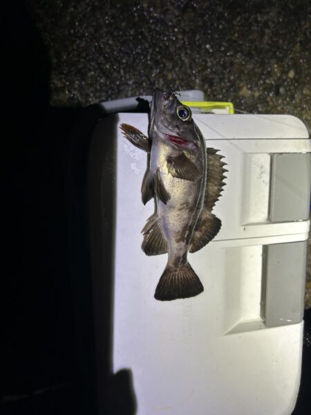 湾奥メバリング