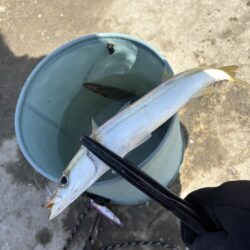 カマス リベンジ