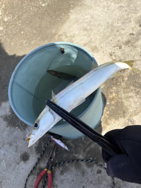 カマス リベンジ