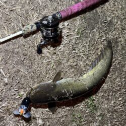 今年に入って10回目のナマズ釣行