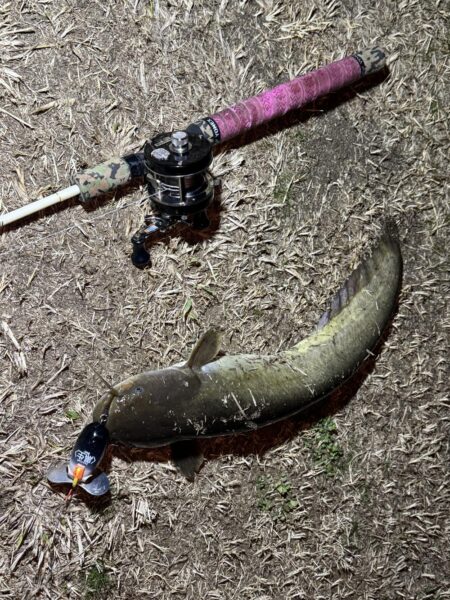 今年に入って10回目のナマズ釣行