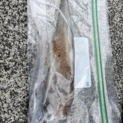 エギングでヤリイカ