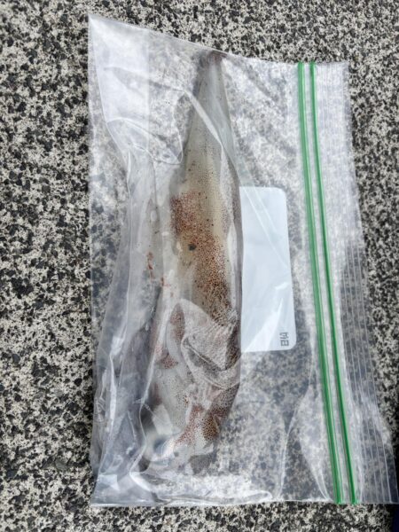 エギングでヤリイカ