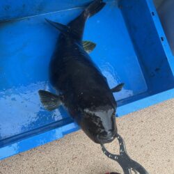 日本海ジギング