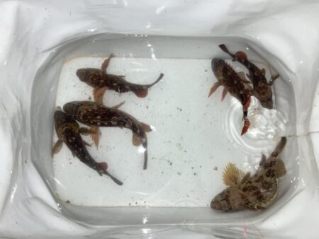 真冬の海でカサゴゲット！