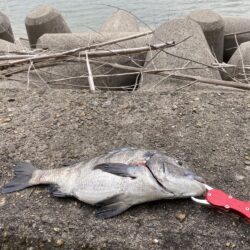 30分ほどの釣行に、、