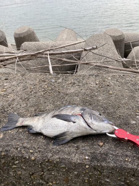 30分ほどの釣行に、、