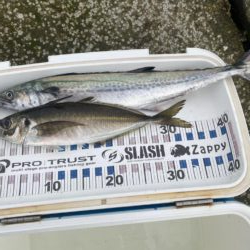 ギガアジがポイントから離れた