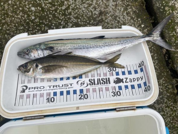 ギガアジがポイントから離れた