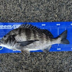 中海チニング再び