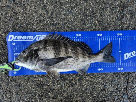 中海チニング再び