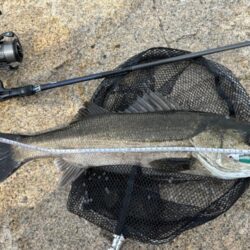 シーバスは釣れる魚でした