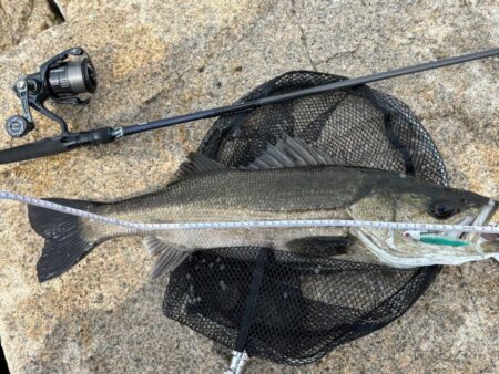 シーバスは釣れる魚でした