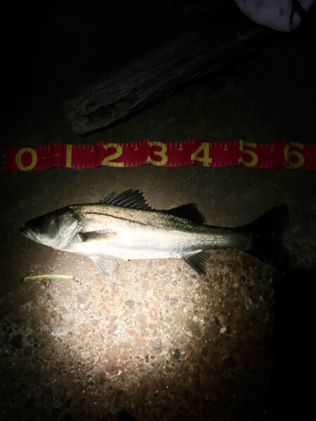 ガテン系お試し釣行成功！！