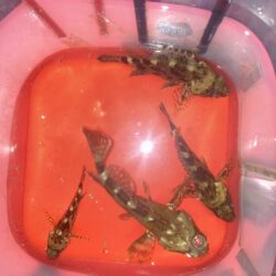 夜中のランガン　ガシラ釣り