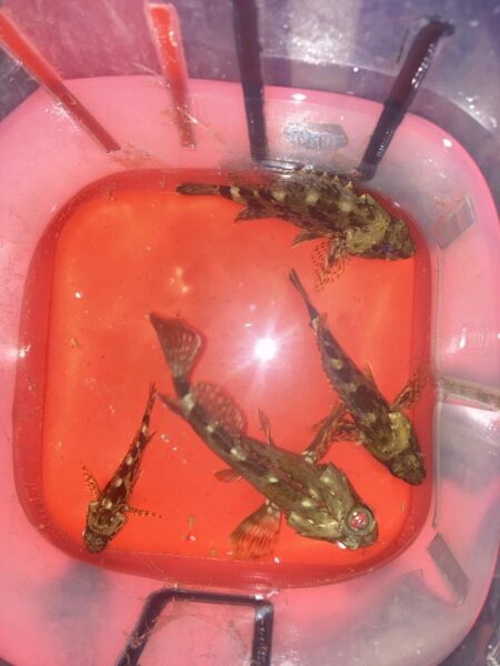 夜中のランガン　ガシラ釣り