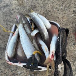 想定外の大物ゲット