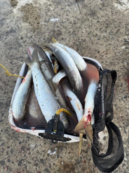 想定外の大物ゲット