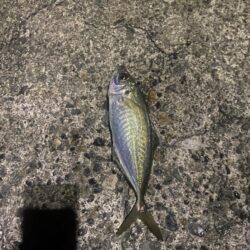 エギングロッドでアジング