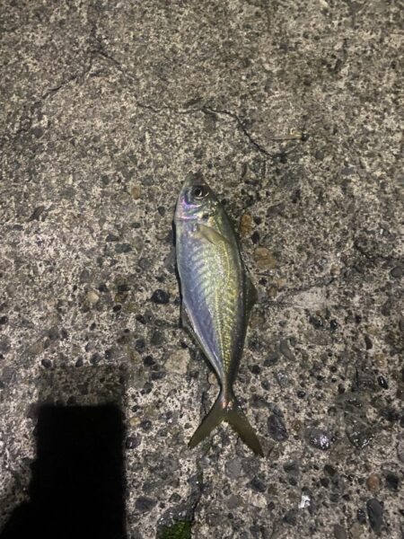 エギングロッドでアジング