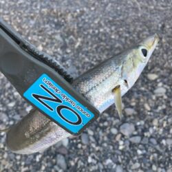 朝マズメのカマス釣りで8匹GET