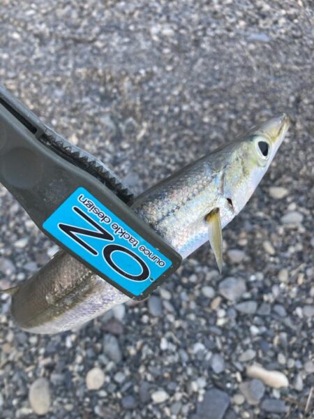 朝マズメのカマス釣りで8匹GET