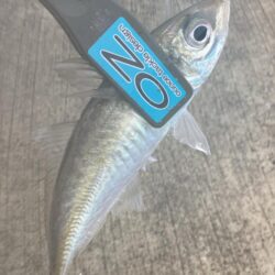 朝マズメのジグ単アジング