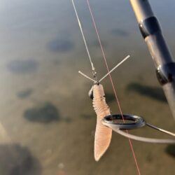 今年の初チヌ!た