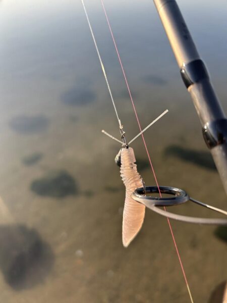 今年の初チヌ!た