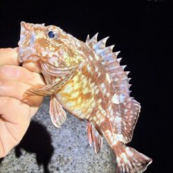 ブルーバックを求めて