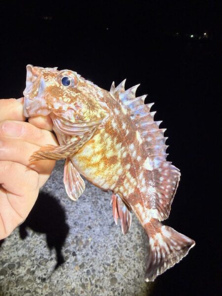 ブルーバックを求めて