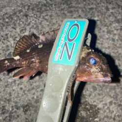 夕マズメのライトワインドでガシラ10匹GET