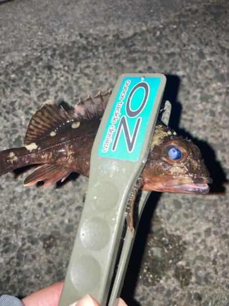 夕マズメのライトワインドでガシラ10匹GET