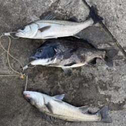 ハネ、チヌ活性高いです🐟