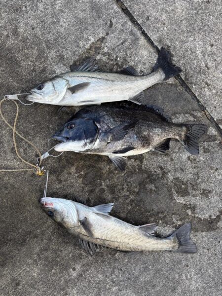 ハネ、チヌ活性高いです🐟