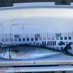 尺アジがポイントに戻ってきた