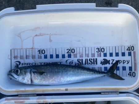 尺アジがポイントに戻ってきた