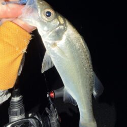 セイゴとメバル