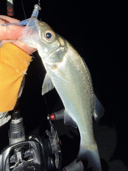 セイゴとメバル