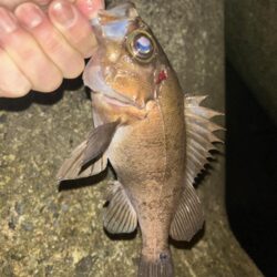 2026.No.7 ライトゲーム