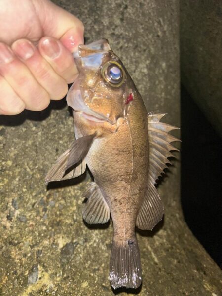 2026.No.7 ライトゲーム