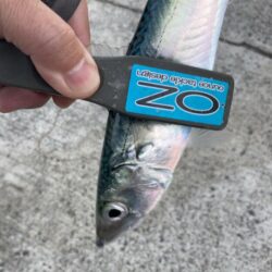 シーバスロッドでフロートアジング