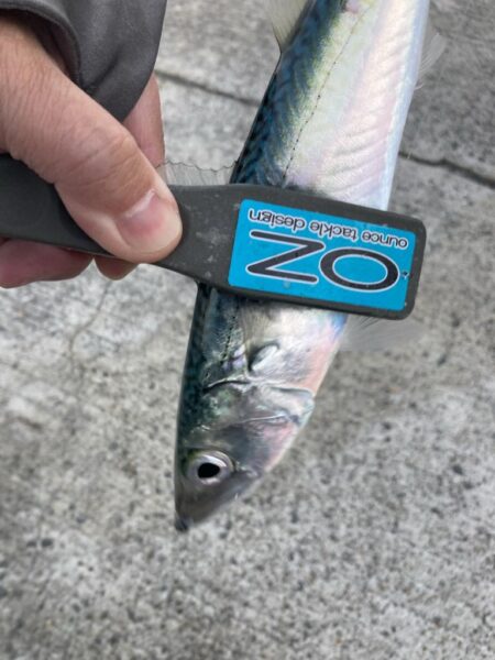 シーバスロッドでフロートアジング