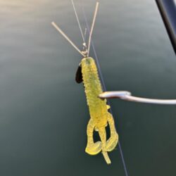 やっと今年2枚目！