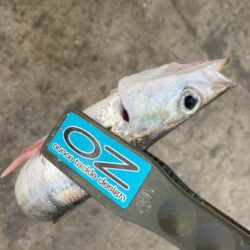 朝マズメのカマス調査