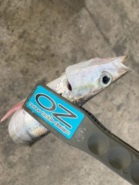 朝マズメのカマス調査