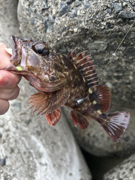 2026.No.6 ライトゲーム