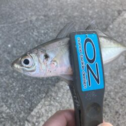 デイアジングでアジ20匹GET