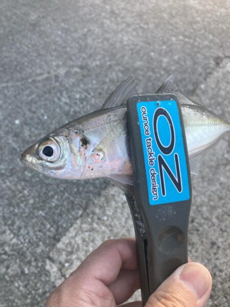 デイアジングでアジ20匹GET